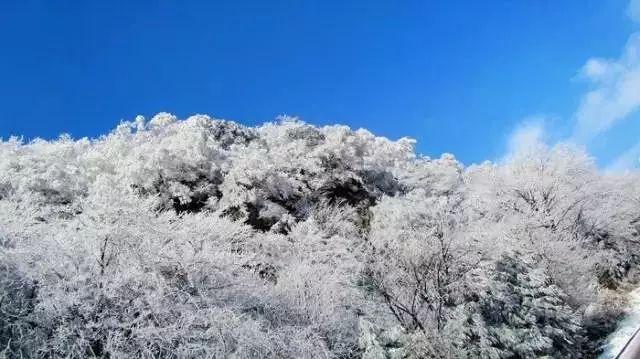 猫头鹰森林逃生